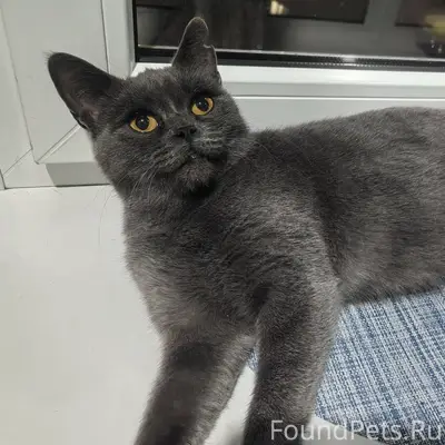 Ростов-на-Дону. Найдена кошка,...