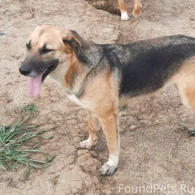 Sos ‼‼Sos‼Sos‼Потеряшка‼ В рай...