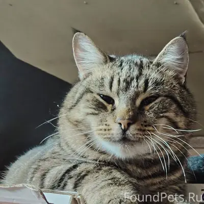 Пропал кот кличка "Мурчик" 5 я...