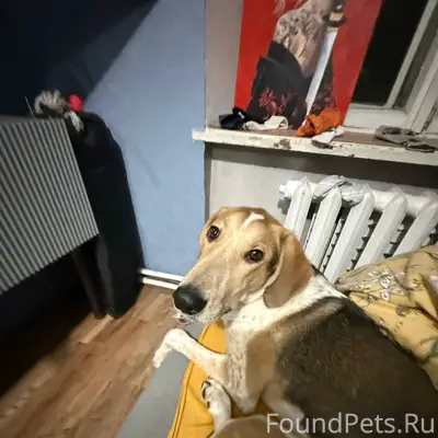 Здравствуйте, убежала собака с...