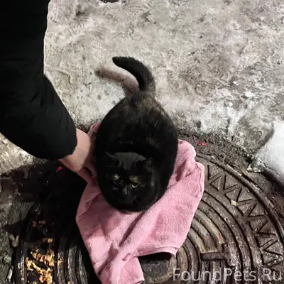 Найдена кошка! Либо подросток,...