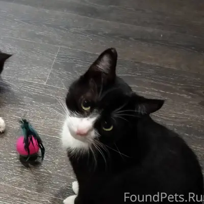 Здравствуйте.6.01 пропал кот.К...