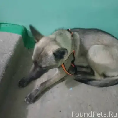 ️Новая Ивановка, Оверята (Крас...