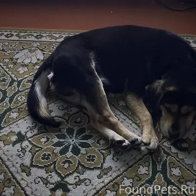 Осиповичи. Огромная просьба мо...