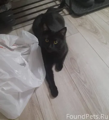 Пропал кот, Хазбик,2 года, пол...