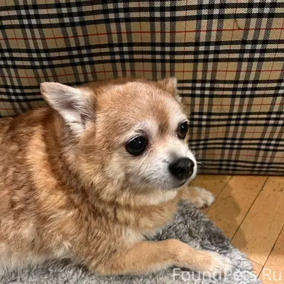 Найден песик смесь чихуа и шпица Василеостровский район