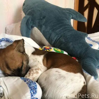 Убежала собака в районе Ямницк...