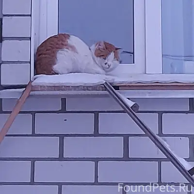 Чей кот ? Третий день приходит...