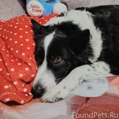 Найдена очень добрая и ласкова...