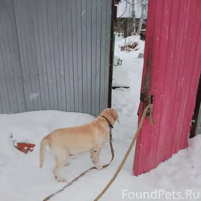 #poterya@pol_shmot #pets@pol_s...