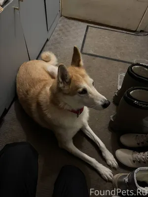 Найдена собака сегодня 08.01 в...