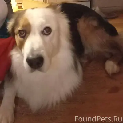 Пропала собака! Испугалась сал...