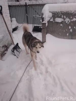 🆘️Дорогие друзья, срочный розы...