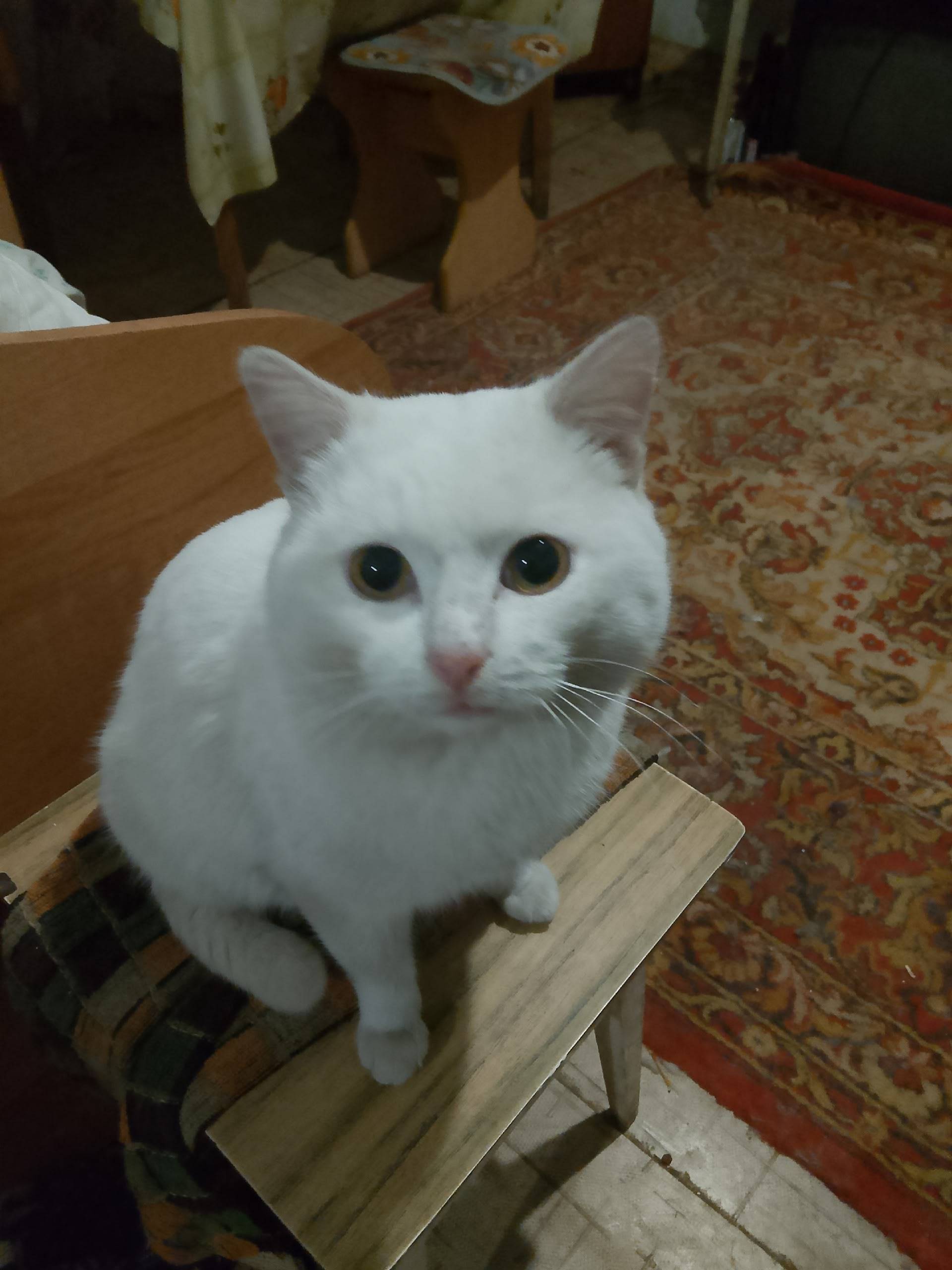 Пропал котик Степа- белый, пос...