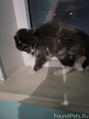 Найдена кошка на ул. Волкова в...