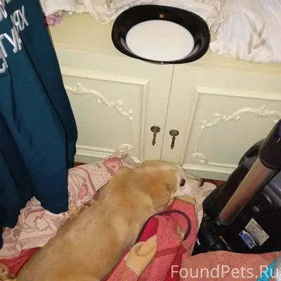 Найден щенок, на вид совсем ма...