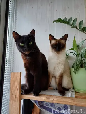 Здравствуйте, 7.01 пропал кот ...