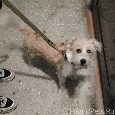 Пропала собака г. Барнаул, про...