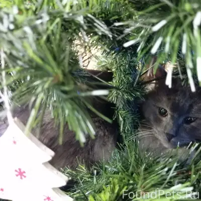 Пропал серый пушистый большой ...