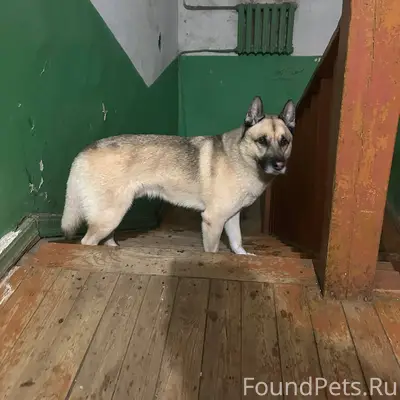 Район Филейка ❗️Найден пес с 7...