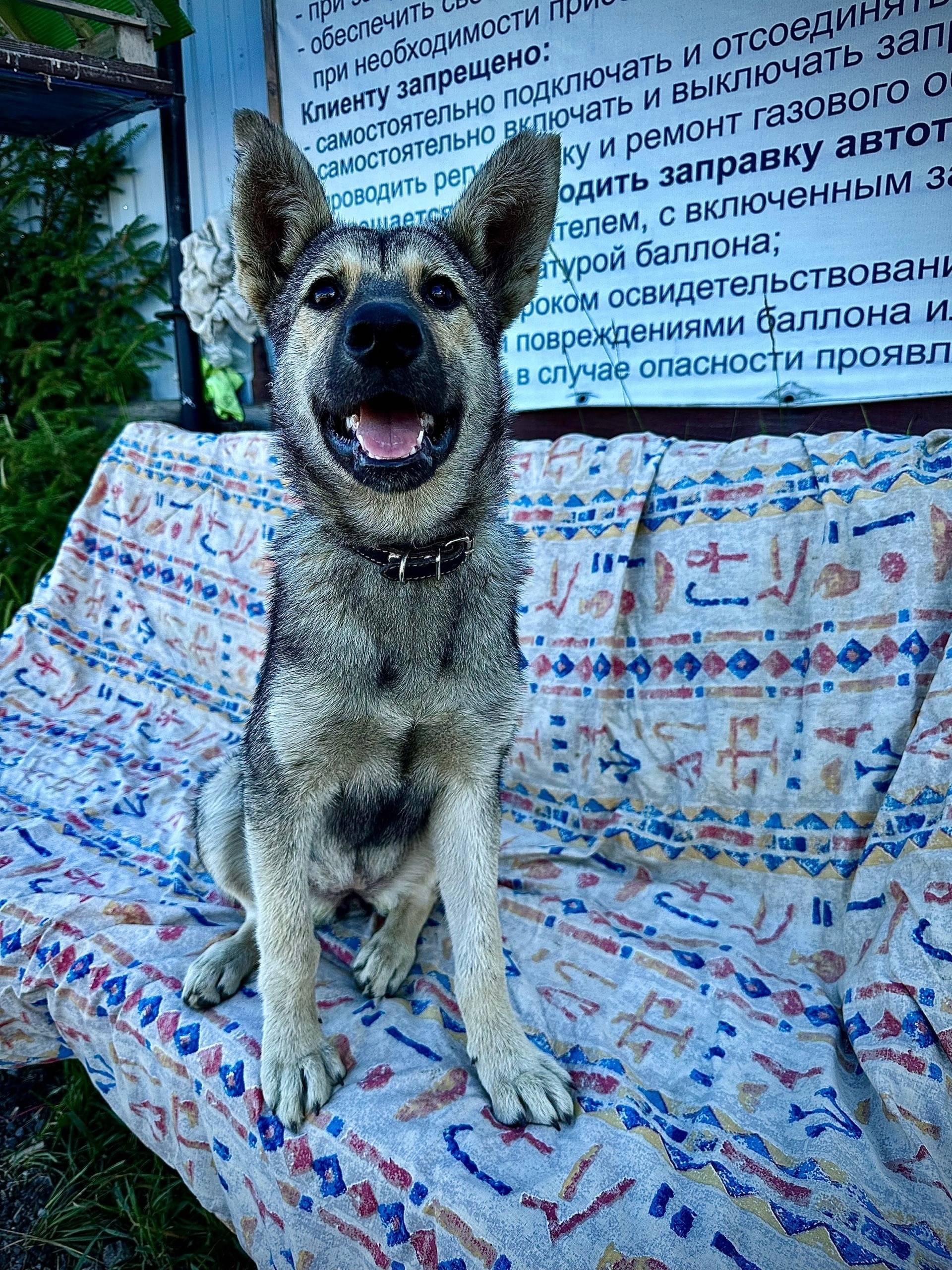 ‼️Пропала наша бывшая подопечн...