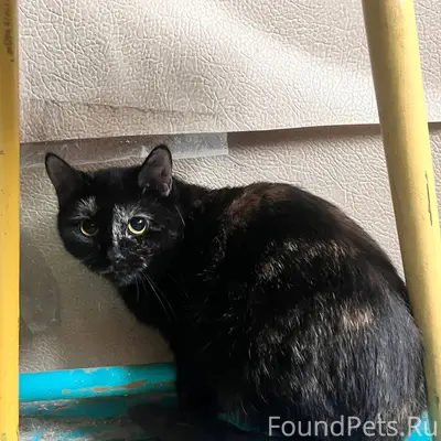 В самые добрые ручки пристраив...