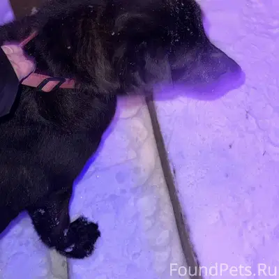 НАЙДЕН / ЗАМЕЧЕН РЕТРИВЕР ? МЕ...