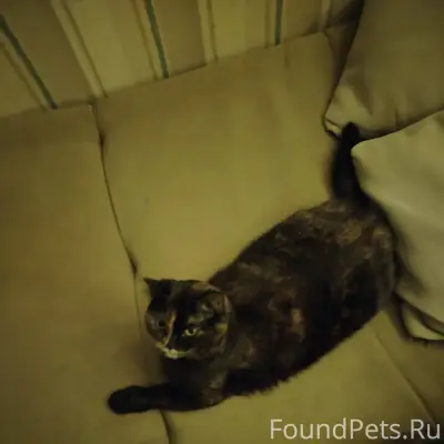 ПРОПАЛА КОШКА!!! вышла гулять,...