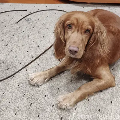 Пропала собака породы спаниель...