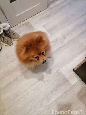 Кто потерял собаку????