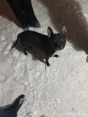 Найдена собака,девочка предпол...