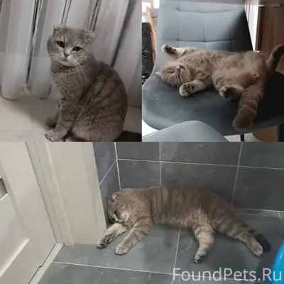 Пропал кот, Жорик (Жорка). Про...