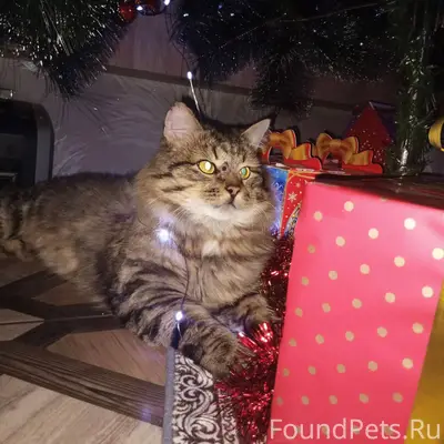 ПРОПАЛ КОТ‼️ Пропал кот сибирс...