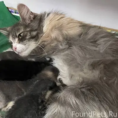 06.01.2026 пропала кошка около...