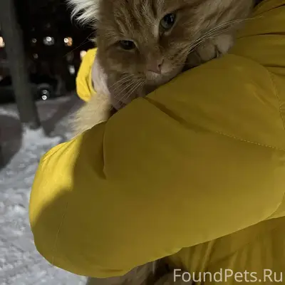 НАЙДЕН КОТ! Ручной, большой, к...