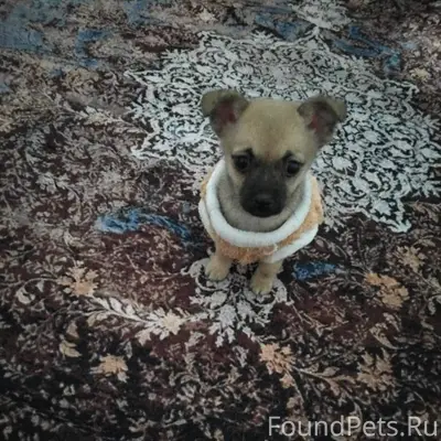 Убежал щенок, с.Прасковея,райо...