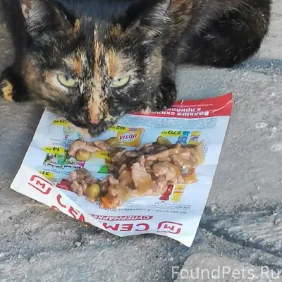 Кто потерял кошку? Район Губки...