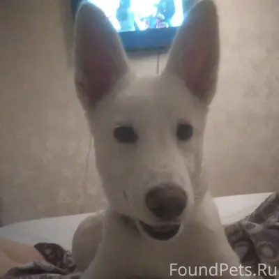 Пропала собака в районе Комсом...