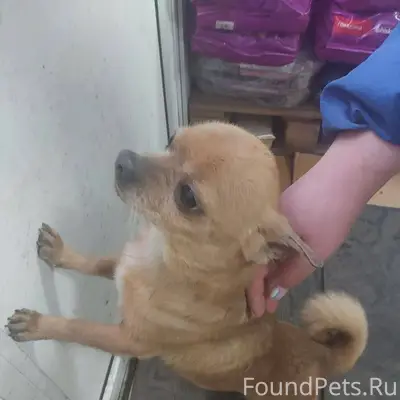 🐶 Кто потерял собаку на Зелёно...