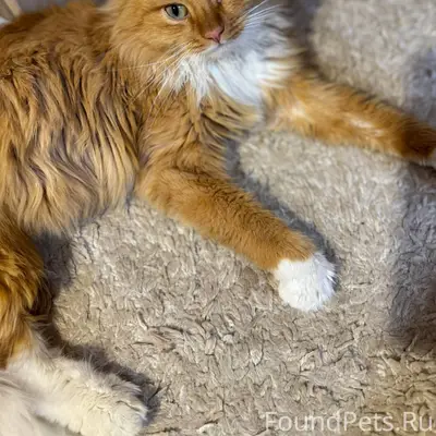 Найден кот на улице, видно что...