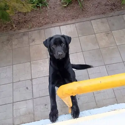 **Найден щенок лабрадора** Нед...