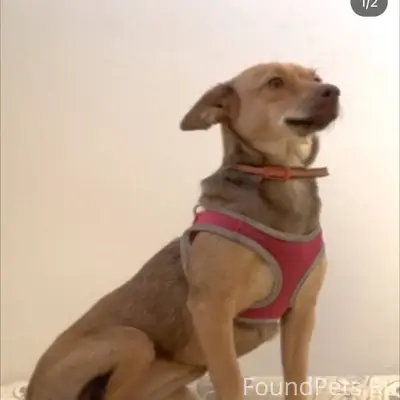 🆘🆘🆘🆘🆘🆘🆘🆘🆘🆘🆘🆘🆘🆘 Пропала собака ...