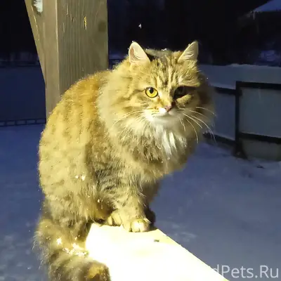 Сегодня утром пропала кошка. Е...