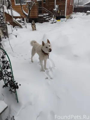 Пришла собака в СНТ Берёзовая ...