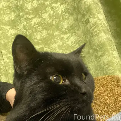 ❗️Найден кот! Ищем хозяина! Пр...