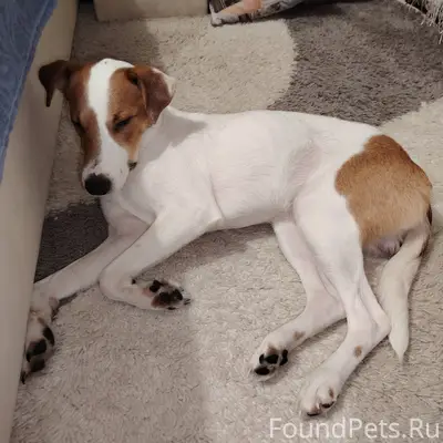 Найден щенок маличик на потоке