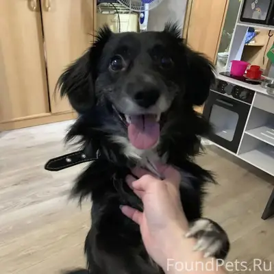 SOS! SOS ! SOS ! Убежала собак...