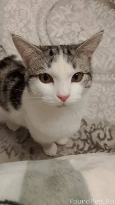 Здравствуйте, пропал кот в рай...