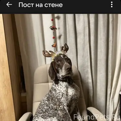 Пропал пёс🙏 если кто видел его...