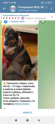 Пропала собака, ищем уже 2 нед...